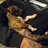 Scrappy is registered to the contest to win money with this photo: dog, puppy, person, sleeping, tattoo, hand, clothing, black_sweatshirt, phone, indoor, resting, closeup, pet, nap, brindle, fur, comfort, relaxation, human, friendship