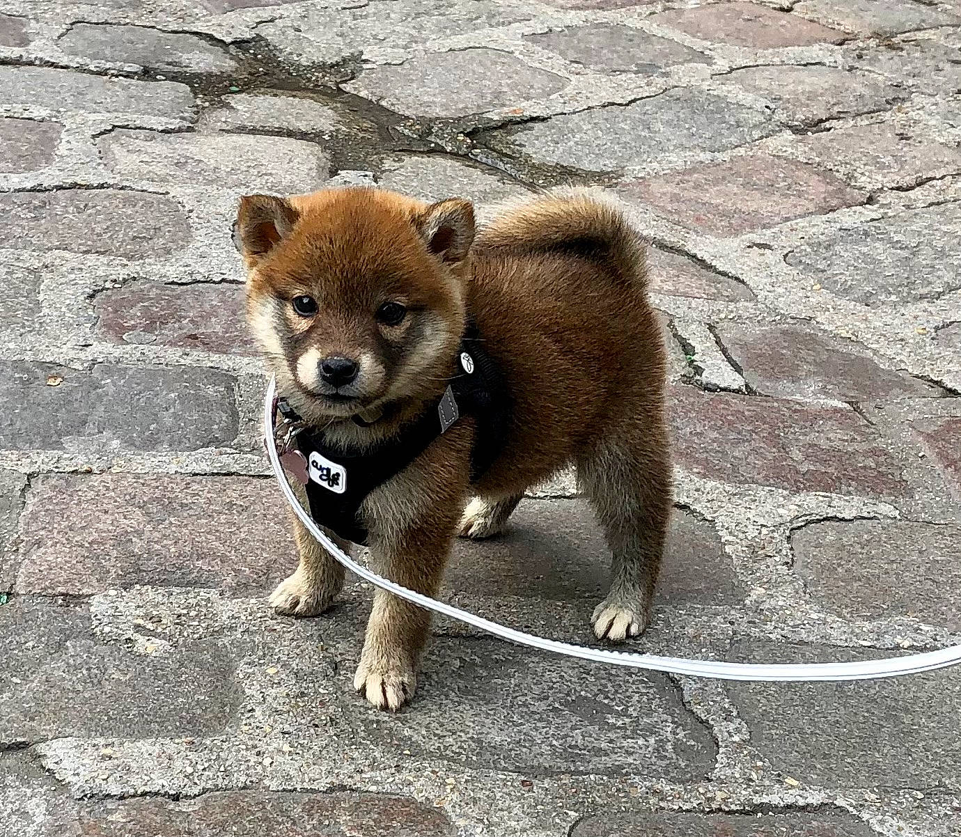 Watson participe au concours pour gagner de l'argent avec cette photo : carnivore, claw, dog_breed, eye, fawn, fur, paw, road_surface, snout, tail, terrestrial_animal, tire, tree, trunk, whiskers, wildlife
