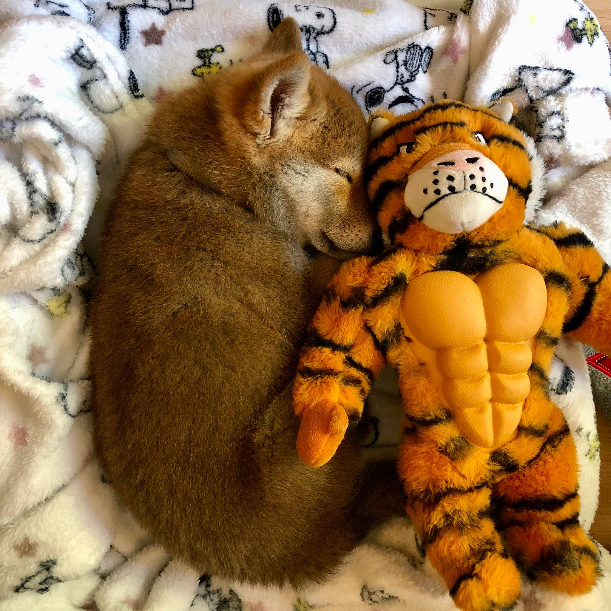 Watson participe au concours pour gagner de l'argent avec cette photo : arthropod, bengal_tiger, big_cats, carnivore, fashion_accessory, fawn, felidae, font, fur, lion, pattern, paw, plush, stuffed_toy, teddy_bear, terrestrial_animal, textile, toy, whiskers, wildlife