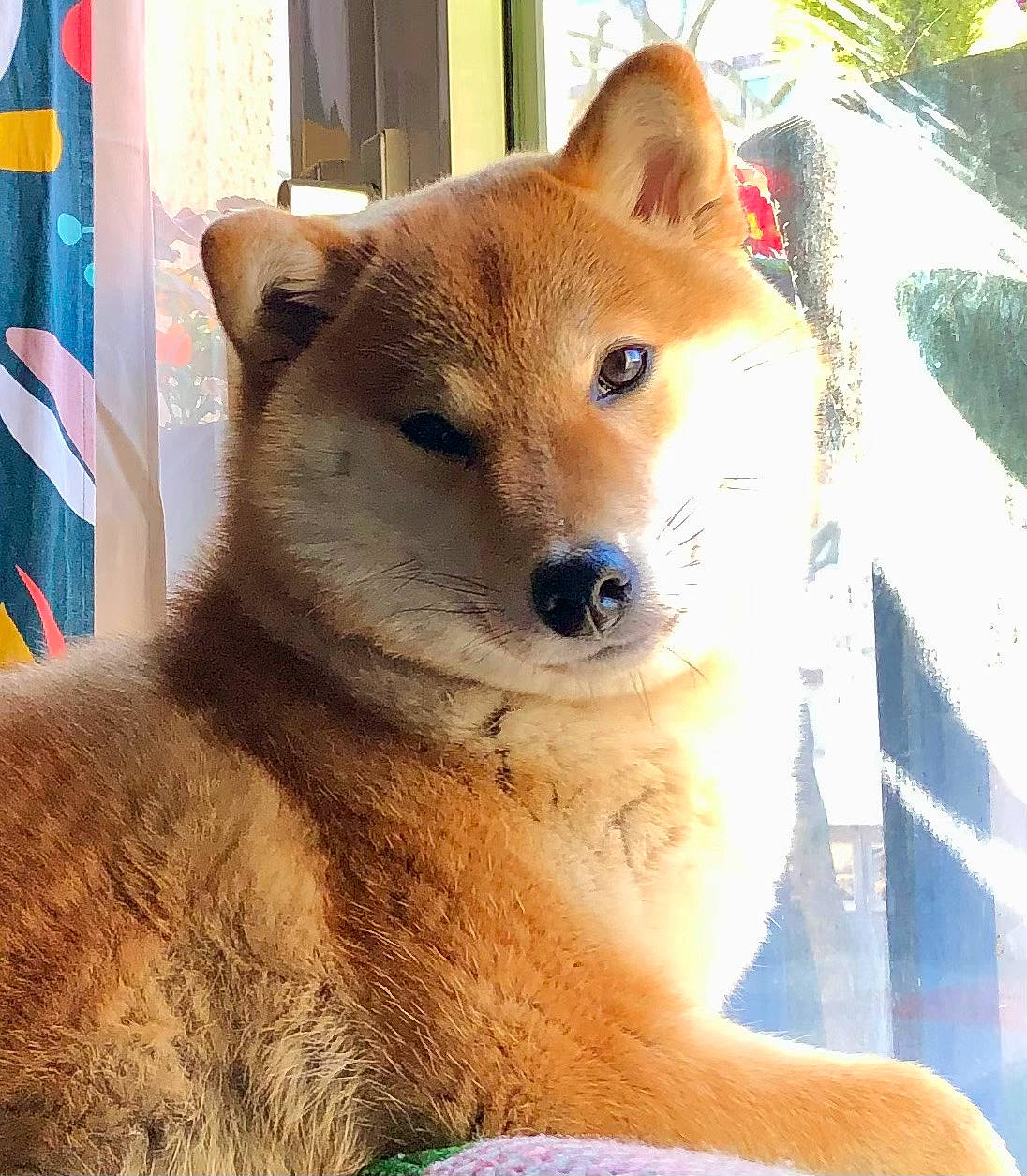 Watson a rejoint le concours — aidez-le/la à gagner de superbes lots ! canidae, canis, carnivore, companion_dog, dog, dog_breed, fawn, fur, german_spitz_mittel, non_sporting_group, plant, snout, spitz, sporting_group, tail, terrestrial_animal, tree, whiskers, wildlife, working_animal