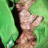 dog, puppy, small_dog, fluffy, brown_fur, long_hair, lying_down, upside_down, sleeping, relaxed, green_bag, fabric, indoor, portrait, close_up, pet, cute, funny_pose, animal, photograph