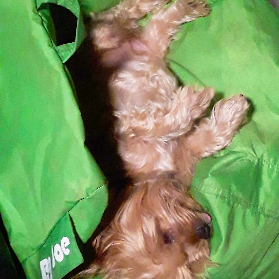 Snickers is registered to the contest to win money with this photo: dog, puppy, small_dog, fluffy, brown_fur, long_hair, lying_down, upside_down, sleeping, relaxed, green_bag, fabric, indoor, portrait, close_up, pet, cute, funny_pose, animal, photograph