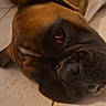 dog, pet, close_up, face, floor, tile, brown, wrinkles, lying_down, relaxed, canine, muzzle, indoor, sleepy, drool, portrait, animal, companion, cute, resting