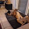 dog, pet, indoor, floor, bed, pillow, living_room, pineapple, speaker, television, tile_floor, relaxing, brown_dog, couch, decor, home, resting, cozy, modern, furniture
