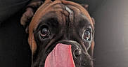 Aston participe au concours pour gagner de l'argent avec cette photo : dog, tongue, close_up, pet, cute, brown, black, pink_sweater, indoor, face, wrinkles, nose, animal, expression, playful, fur, snout, looking_up, portrait, cozy