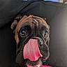 dog, tongue, close_up, pet, cute, brown, black, pink_sweater, indoor, face, wrinkles, nose, animal, expression, playful, fur, snout, looking_up, portrait, cozy