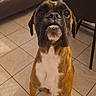 dog, boxer, pet, indoor, floor, tile_floor, looking_up, brown_dog, white_chest, ears, animal, canine, furniture, chair, sofa, home, curious, sitting, companion, domestic