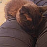 Winnie a rejoint le concours — aidez-le/la à gagner de superbes lots ! kitten, cat, sleeping, lap, black_fur, pet, cozy, resting, indoor, legs, pants, comfort, feline, animal, soft, cute, warm, relaxation, closeup, cuddle