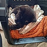 Winnie participe au concours pour gagner de l'argent avec cette photo : black_cat, kitten, sleeping, pet_carrier, blanket, orange_blanket, beige_carpet, blue_toy, plush_toy, indoor, cozy, resting, animal, pet, cute, small, furry, soft, comfort, relaxation