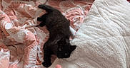 Winnie participe au concours pour gagner de l'argent avec cette photo : kitten, black_cat, bed, blanket, patterned_sheet, furry, pet, animal, cute, indoor, cozy, resting, playful, young_cat, soft_texture, curious, domestic_cat, feline, relaxed, sleeping_area