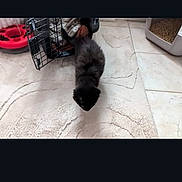 Winnie participe au concours pour gagner de l'argent avec cette photo : kitten, black_cat, pet_carrier, litter_box, rug, tile_floor, video_call, person_face, indoor, home, pet, small_animal, curious, walking, furniture, technology, phone_screen, communication, cozy, casual