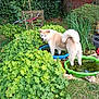 dog, garden, plants, greenery, water, pools, grass, brick_wall, nature, outdoor, pet, canine, fluffy, playful, summer, yard, shrubbery, leaves, small_pools, backyard