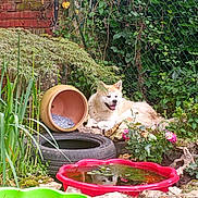 Mushu a rejoint le concours — aidez-le/la à gagner de superbes lots ! dog, garden, plants, flower_pot, tire, pond, reflection, greenery, rock, shrub, grass, fence, leaves, outdoor, pet, nature, relaxing, animal, summer, sunlight