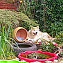 dog, garden, plants, flower_pot, tire, pond, reflection, greenery, rock, shrub, grass, fence, leaves, outdoor, pet, nature, relaxing, animal, summer, sunlight