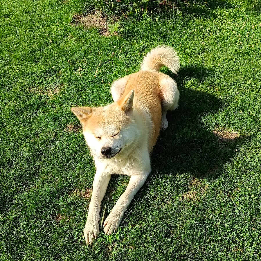 Mushu a rejoint le concours — aidez-le/la à gagner de superbes lots ! animal, canine, cute, daylight, dog, flower, fur, garden, grass, greenery, nature, outdoor, paw, pet, plant, red_flower, relaxing, resting, summer, sunlight
