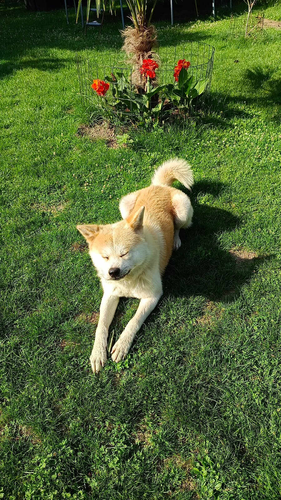 Mushu