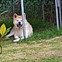 dog, outdoor, grass, trampoline, metal_pole, garden, greenery, animal, pet, relaxing, fluffy, canine, nature, smiling, resting, yard, daytime, leaf, plant, happy
