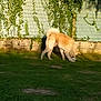 dog, grass, outdoor, ball, fence, vine, pet, sunlight, play, animal, nature, greenery, mammal, canine, garden, daytime, fun, fur, curious, domestic