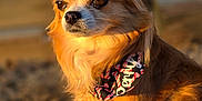 Commander Perry is registered to the contest to win money with this photo: animal, bandana, canine, closeup, cute, daylight, dog, ears, fluffy, fur, golden_light, long_hair, looking_away, muzzle, nature, outdoor, pet, portrait, small_dog, sunset