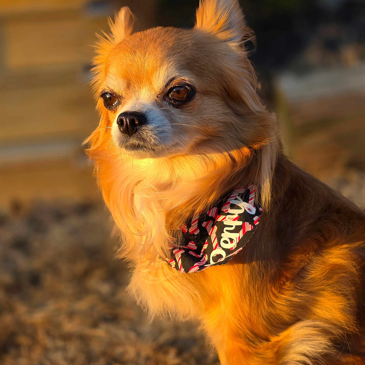 Commander Perry is registered to the contest to win money with this photo: animal, bandana, canine, closeup, cute, daylight, dog, ears, fluffy, fur, golden_light, long_hair, looking_away, muzzle, nature, outdoor, pet, portrait, small_dog, sunset