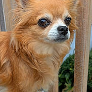 Commander Perry joined the competition — help win amazing prizes! animal, brown_fur, canine, chihuahua, closeup, dog, ears, eyes, face, fluffy, fur, nature, outdoor, paws, pet, portrait, railing, small_dog, whiskers, wooden_deck