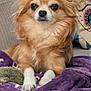 dog, chihuahua, pet, animal, furry, couch, blanket, indoor, resting, relaxed, ears, face, snout, paws, fur, home, cozy, cute, small_dog, canine