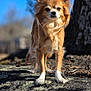 dog, small_dog, chihuahua, outdoor, sunlight, rock, tree, nature, fur, animal, pet, standing, portrait, brown_fur, white_paws, ears_up, daytime, background_blur, canine, alert