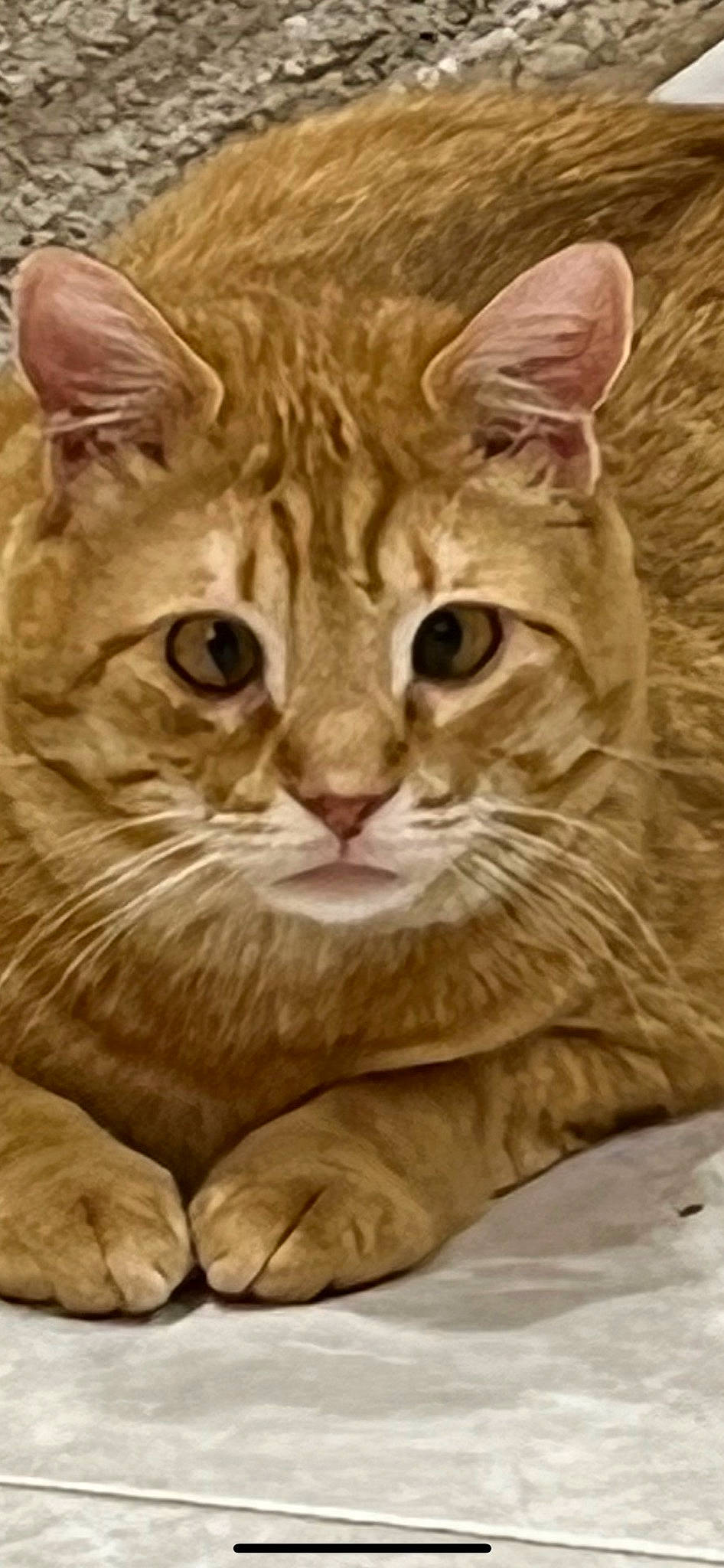 Lovey joined the competition — help win amazing prizes! carnivore, cat, comfort, domestic_short_haired_cat, fawn, felidae, fur, gesture, paw, photo_caption, small_to_medium_sized_cats, snout, tail, terrestrial_animal, whiskers, wildlife