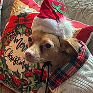 Riley is registered to the contest to win money with this photo: dog, santa_hat, plaid_jacket, christmas_pillow, holiday, cozy, couch, quilted_blanket, pet, indoors, festive, brown_dog, christmas, seasonal, cute, animal, portrait, pet_clothing, decor, relaxing