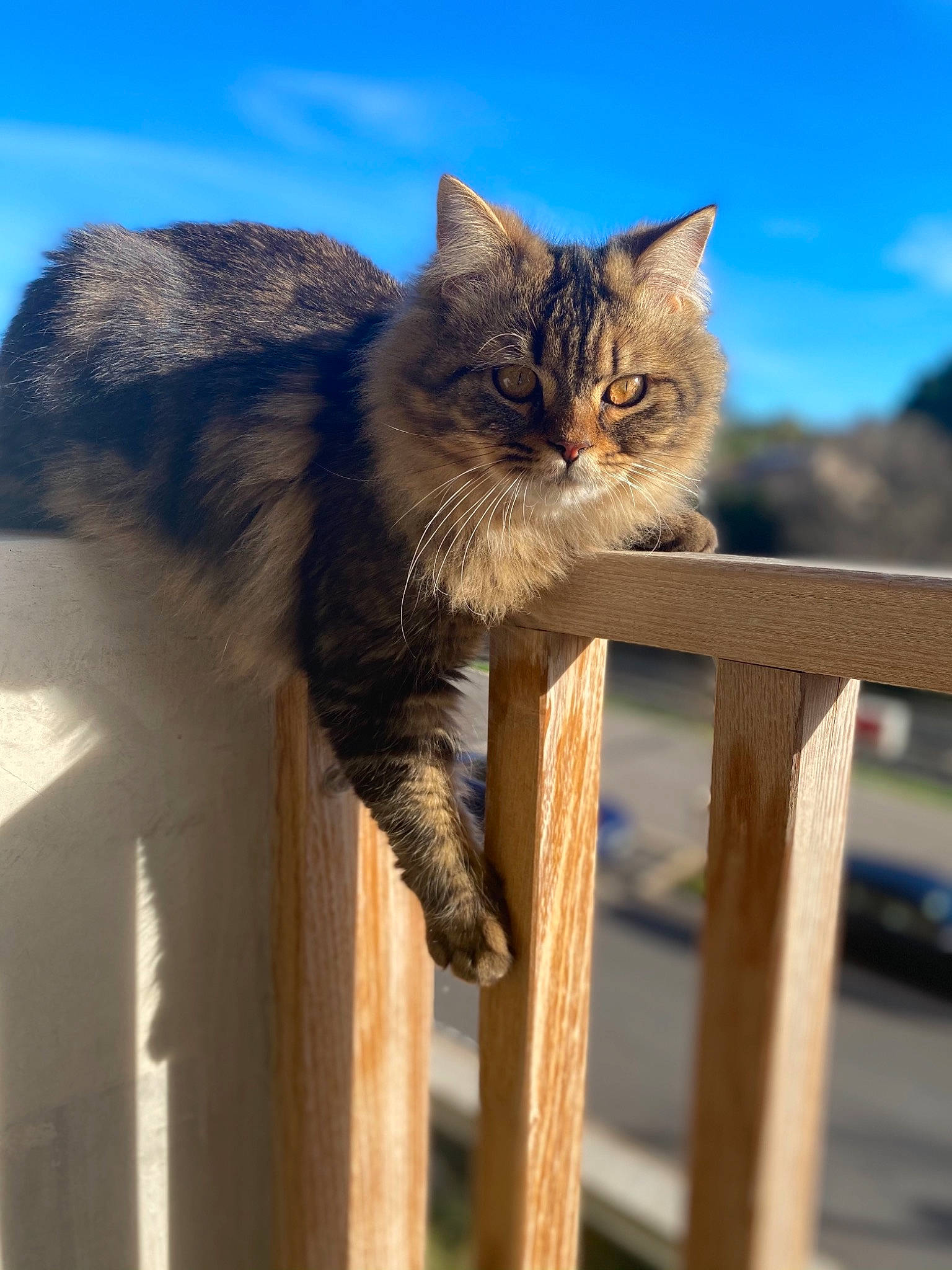 Ragnar participe au concours pour gagner de l'argent avec cette photo : carnivore, cat, domestic_short_haired_cat, fawn, felidae, fence, fur, grass, plant, plant_stem, sky, small_to_medium_sized_cats, snout, tail, terrestrial_animal, tree, twig, whiskers, wildlife, wood