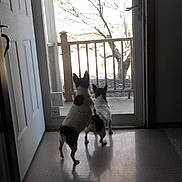 Mindy And Abby is registered to the contest to win money with this photo: animal, back_view, black_and_white, carpet, curious, daylight, dog, door, floor, glass_door, home_interior, indoor, looking_out, pets, shadow, small_dogs, standing, tree, two_dogs, wooden_railing