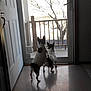 animal, back_view, black_and_white, carpet, curious, daylight, dog, door, floor, glass_door, home_interior, indoor, looking_out, pets, shadow, small_dogs, standing, tree, two_dogs, wooden_railing