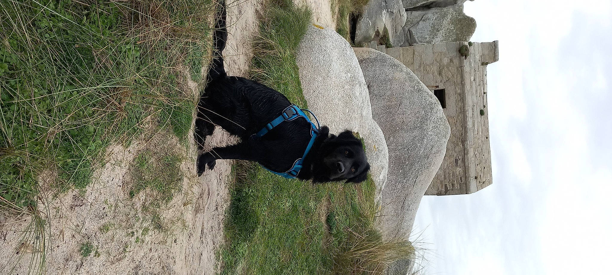 Bagherra participe au concours pour gagner de l'argent avec cette photo : adventure, canidae, carnivore, collar, dog, dog_breed, dog_collar, dog_supply, electric_blue, grass, guard_dog, leash, non_sporting_group, pet_supply, plant, recreation, sporting_group, tail, tree, working_animal