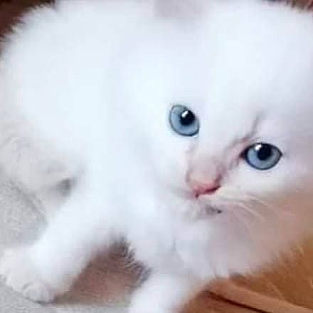 Miyuki a rejoint le concours — aidez-le/la à gagner de superbes lots ! carnivore, cat, claw, close_up, companion_dog, dog_breed, domestic_short_haired_cat, ear, eye, fawn, felidae, fur, iris, paw, small_to_medium_sized_cats, snout, tail, terrestrial_animal, whiskers