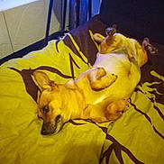 Daisy participe au concours pour gagner de l'argent avec cette photo : dog, canine, pet, bed, blanket, yellow_bedding, brown_fur, sleeping, belly_up, relaxed, indoor, stool, pillow, ear, paws, domestic_animal, portrait, cozy, head, fur