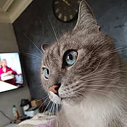 Happy a rejoint le concours — aidez-le/la à gagner de superbes lots ! cat, blue_eyes, whiskers, close_up, clock_on_wall, tv_screen, living_room, sofa, blanket, indoor, fur, ear, nose, portrait, pet, curious, gaze, household_item, wall, cozy