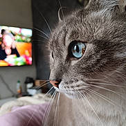 Happy a rejoint le concours — aidez-le/la à gagner de superbes lots ! blanket, blue_eye, blurred_background, cat, close_up, couch, curious, domestic_cat, eye_reflection, feline, gray_fur, indoor, nose, pet, portrait, profile, soft_light, television, whisker_detail, whiskers