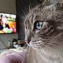 cat, close_up, blue_eye, whiskers, gray_fur, feline, portrait, indoor, television, blurred_background, couch, blanket, nose, pet, curious, profile, domestic_cat, eye_reflection, soft_light, whisker_detail