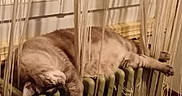 Happy a rejoint le concours — aidez-le/la à gagner de superbes lots ! cat, cozy, curtain, feline, fur, heater, home, indoor, lying_down, nap, paw, pet, radiator, relaxed, sleeping_cat, string_curtain, vintage_radiator, warm, whiskers, window