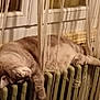 cat, sleeping_cat, radiator, heater, window, curtain, string_curtain, paw, fur, indoor, pet, cozy, relaxed, whiskers, feline, home, vintage_radiator, lying_down, warm, nap