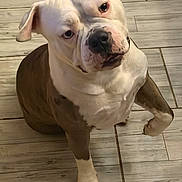 Saxo participe au concours pour gagner de l'argent avec cette photo : american_bulldog, brown_fur, collar, cute, dog, indoor, large_dog, likes_icons, looking_up, nose, paw, pet, photograph, portrait, screenshot, sitting, tile_floor, user_interface, white_fur, wrinkled_face