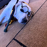 Maggie Mae joined the competition — help win amazing prizes! dog, white_dog, glasses, scarf, wizard_wand, carpet, indoor, pet, costume, lying_down, resting, cute, animal, accessory, home, floor, portrait, muzzle, sleepy, funny