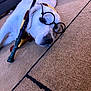 dog, white_dog, glasses, scarf, wizard_wand, carpet, indoor, pet, costume, lying_down, resting, cute, animal, accessory, home, floor, portrait, muzzle, sleepy, funny