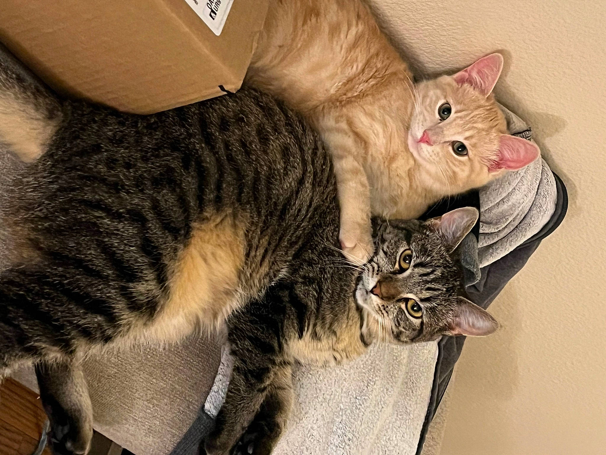 Thor joined the competition — help win amazing prizes! carnivore, cat, claw, comfort, domestic_short_haired_cat, ear, felidae, fur, paw, small_to_medium_sized_cats, snout, tail, whiskers