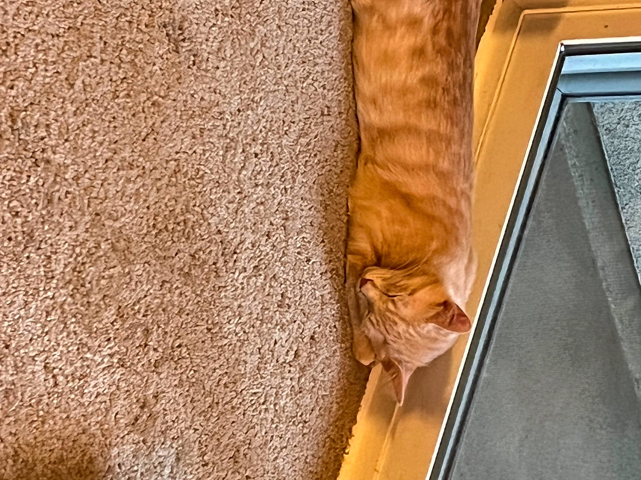 Thor joined the competition — help win amazing prizes! beige, brown, carnivore, comfort, fawn, felidae, floor, flooring, fur, hardwood, human_leg, laptop, linens, small_to_medium_sized_cats, tail, tints_and_shades, vehicle_door, whiskers, window, wood