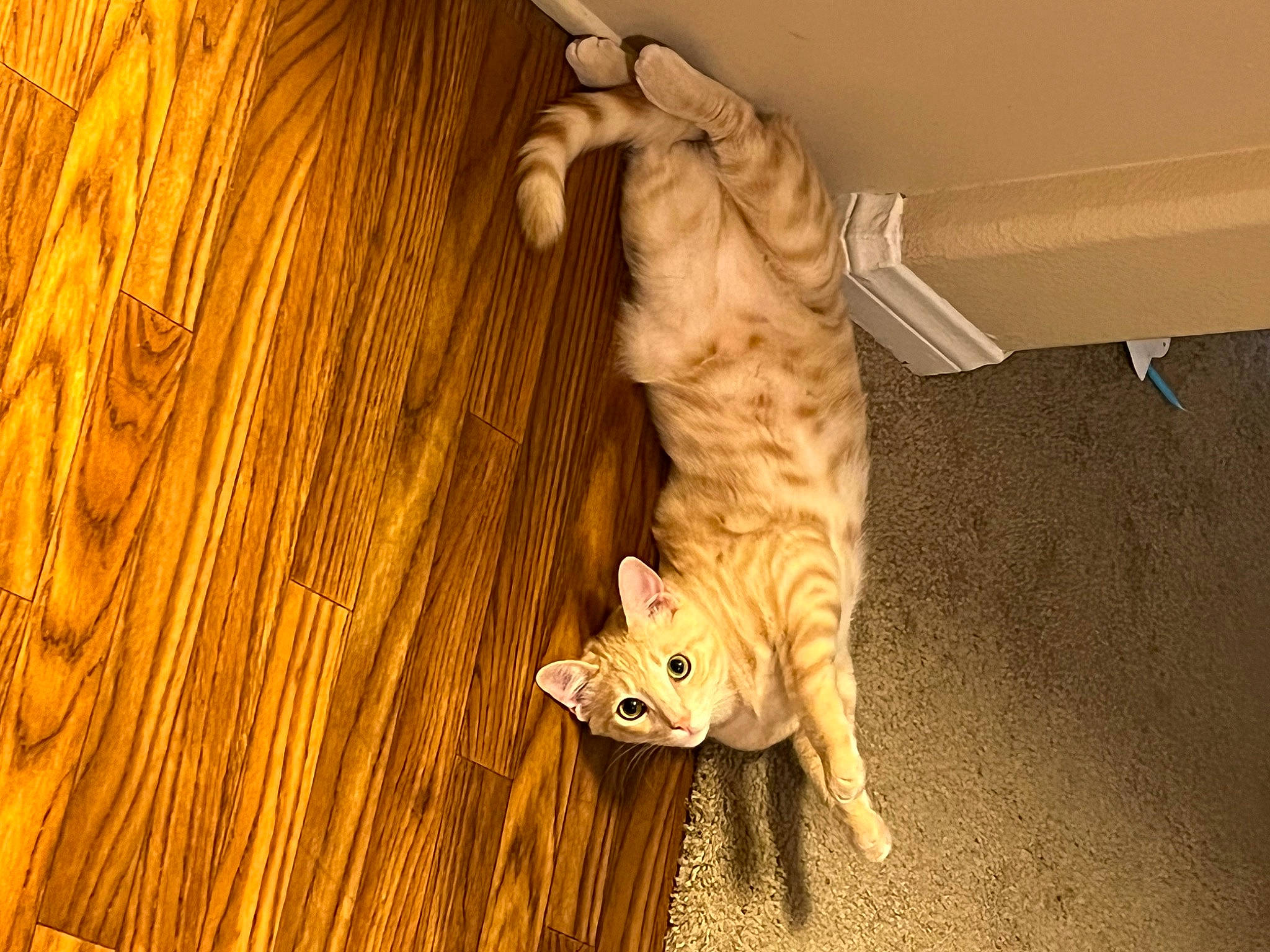 Thor is registered to the contest to win money with this photo: carnivore, cat, comfort, domestic_short_haired_cat, fawn, felidae, floor, flooring, fur, hardwood, laminate_flooring, paw, plywood, small_to_medium_sized_cats, snout, tail, whiskers, wood, wood_flooring, wood_stain