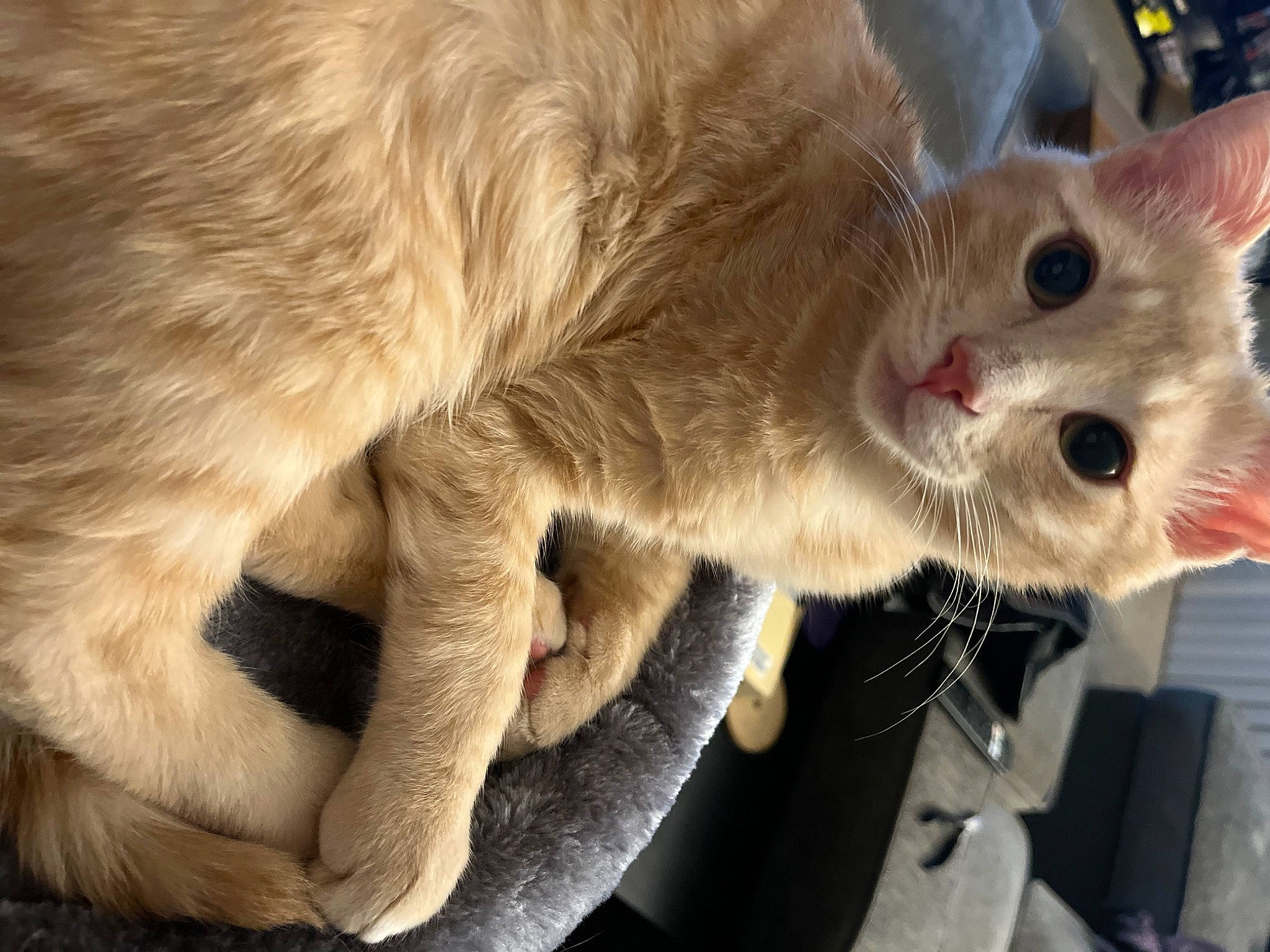 Thor is registered to the contest to win money with this photo: carnivore, cat, claw, close_up, domestic_short_haired_cat, ear, eye, fawn, felidae, fur, paw, small_to_medium_sized_cats, snout, tail, whiskers