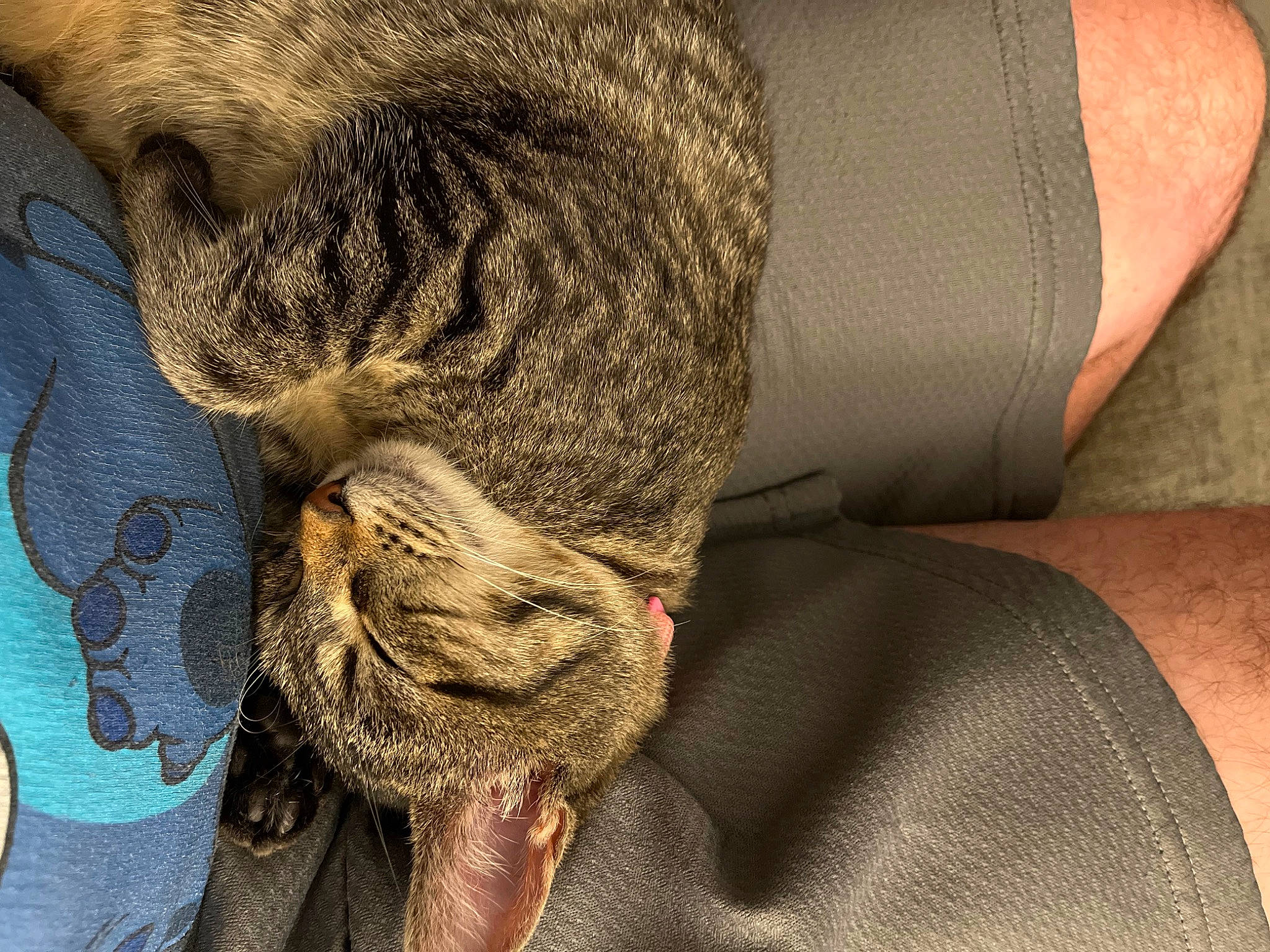 Fern joined the competition — help win amazing prizes! carnivore, cat, close_up, comfort, couch, domestic_short_haired_cat, facial_hair, fawn, felidae, fur, grey, human_leg, small_to_medium_sized_cats, snout, tail, terrestrial_animal, thread, whiskers, wool, wrinkle