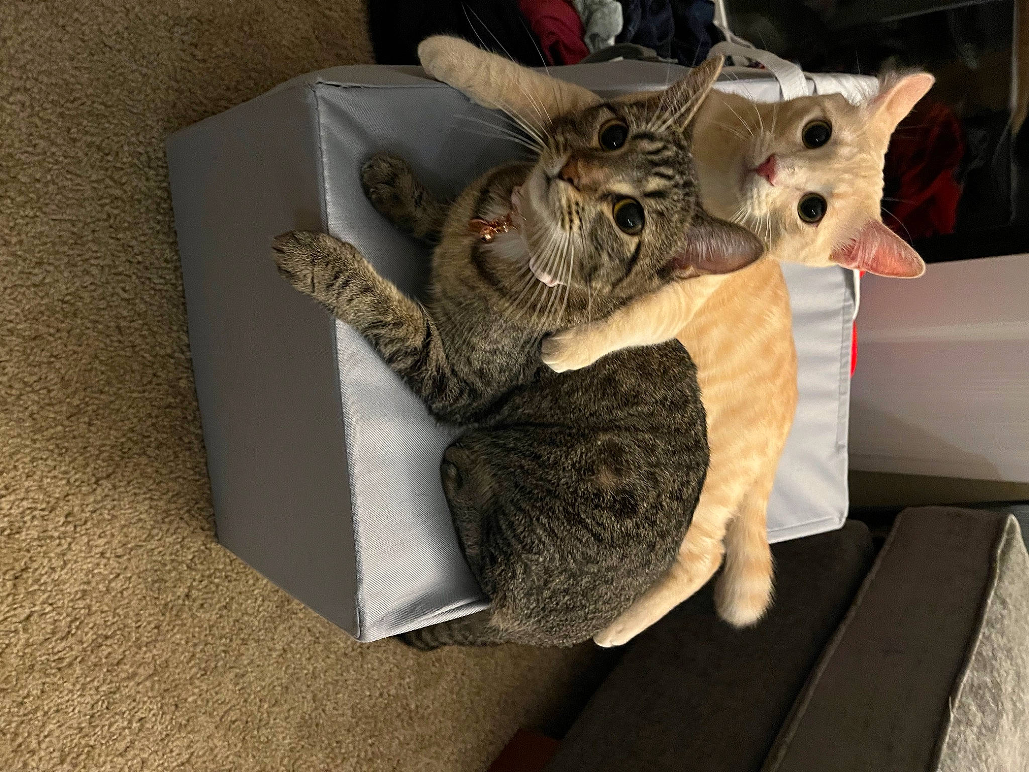 Fern joined the competition — help win amazing prizes! carmine, carnivore, cat, claw, comfort, domestic_short_haired_cat, fawn, felidae, flooring, fur, grey, owl, room, small_to_medium_sized_cats, snout, stuffed_toy, tail, toy, whiskers, wood