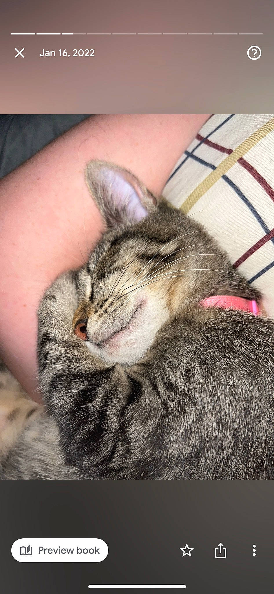 Fern joined the competition — help win amazing prizes! carnivore, cat, claw, comfort, domestic_short_haired_cat, ear, felidae, fur, nap, paw, small_to_medium_sized_cats, snout, terrestrial_animal, whiskers, wildlife